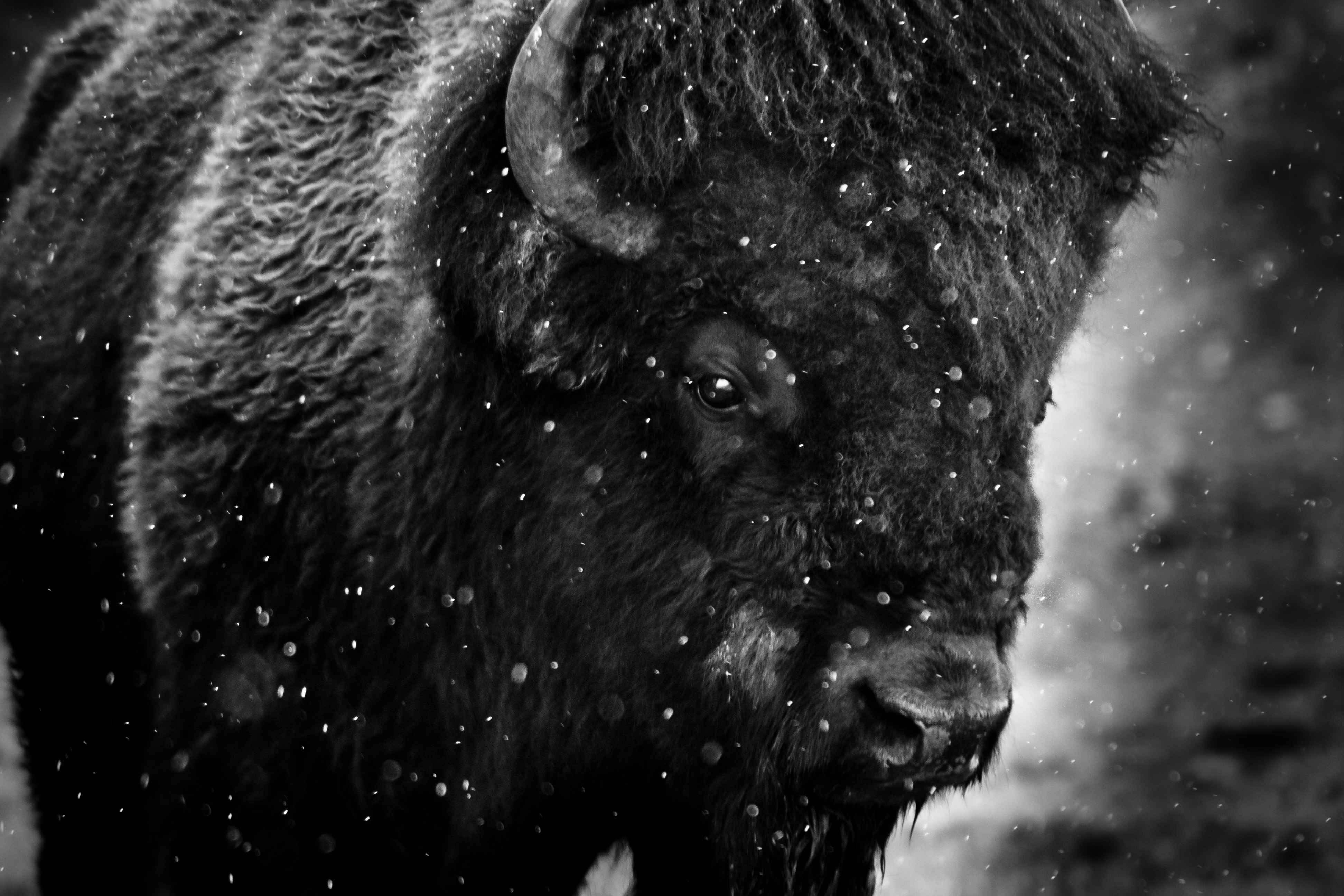 4: Bison in Snow