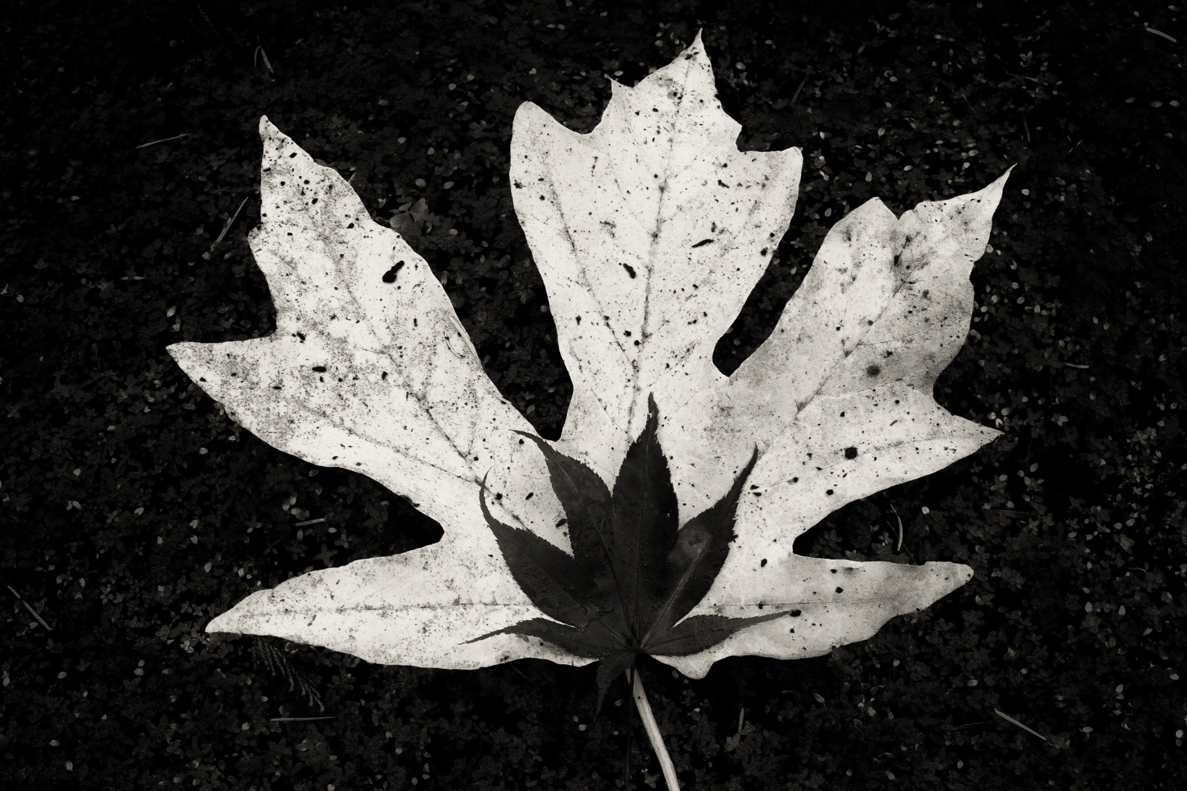 101: Two Leaves
