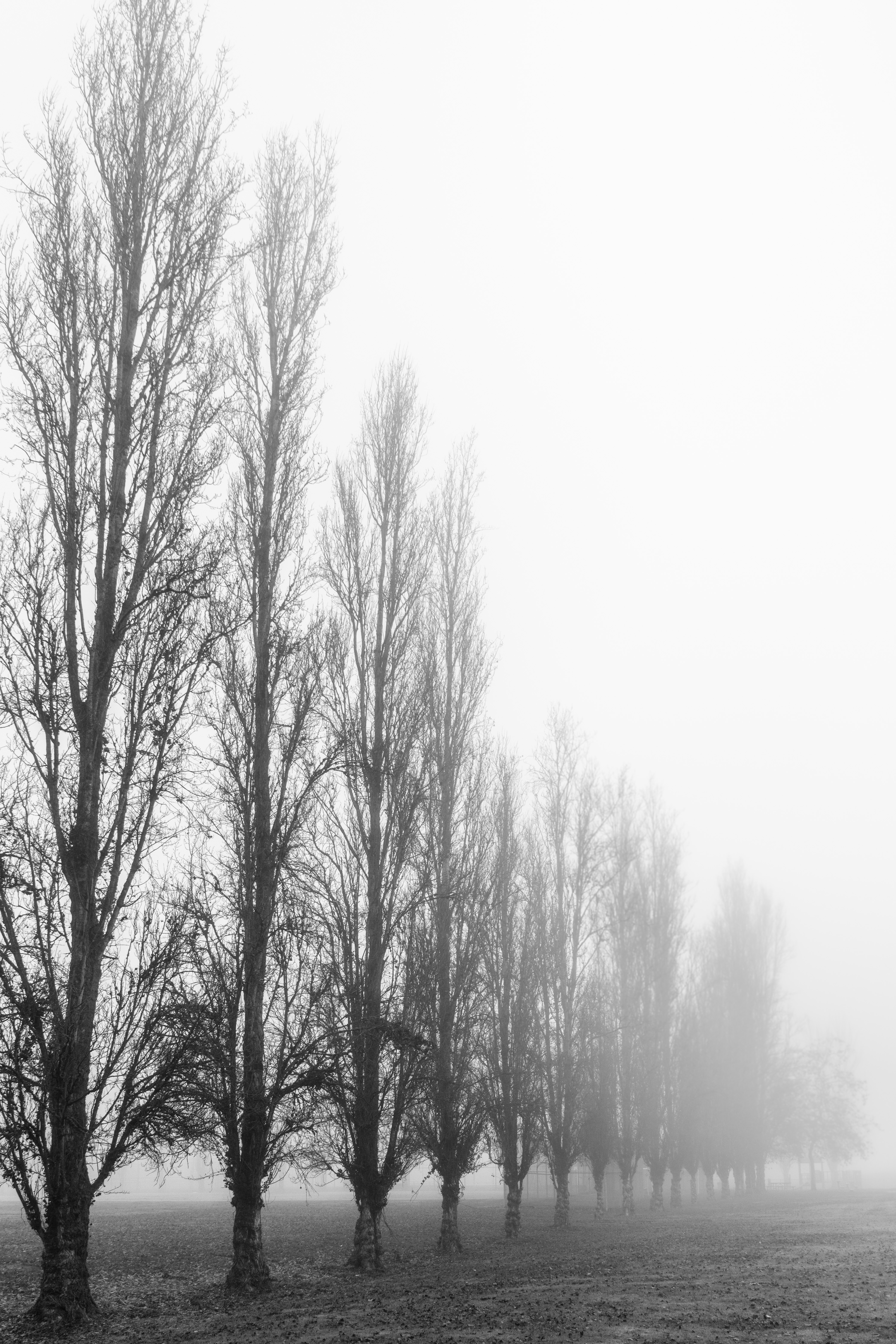243: The War of Fog
